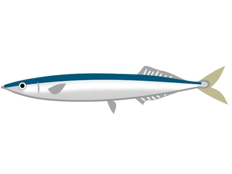 Cá thu đao là món ăn chỉ có duy nhất vào mùa thu, bạn đã thử chưa?  (秋の味・秋刀魚)